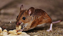 Find Exterminators in Dinwiddie County